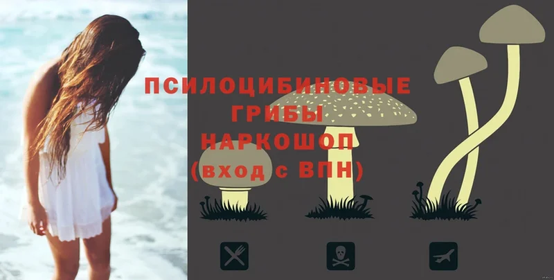 Псилоцибиновые грибы Psilocybe  Струнино 